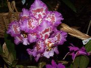люляк Стайни растения Тигър Орхидея, Момина Сълза Орхидея Цвете (Odontoglossum) снимка