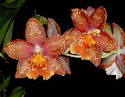 червен Стайни растения Тигър Орхидея, Момина Сълза Орхидея Цвете (Odontoglossum) снимка