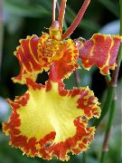 оранжев Стайни растения Танци Дама Орхидея, Cedros Пчела, Леопард Орхидея Цвете (Oncidium) снимка