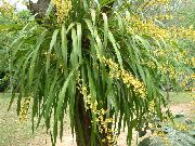 сары Үй Өсімдіктер Oncidium Гүл фото