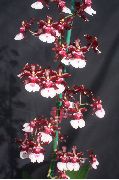 Šokiai Panele Orchidėja, Cedros Bičių, Leopardas Orchidėja bordo žiedas