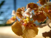 Oncidium brązowy Kwiat