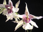 Táncoló Hölgy Orchidea, Cedros Méh, Leopárd Orchidea fehér Virág