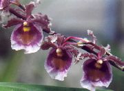 pourpre Plantes d'intérieur Danse Lady Orchid, Abeille Cedros, Le Léopard Orchidée Fleur (Oncidium) photo