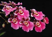 қызғылт Үй Өсімдіктер Oncidium Гүл фото