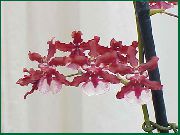 rouge Plantes d'intérieur Danse Lady Orchid, Abeille Cedros, Le Léopard Orchidée Fleur (Oncidium) photo