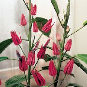 粉红色 室内植物 Pavonia 花  照片