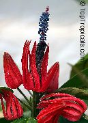 红 室内植物 Pavonia 花  照片