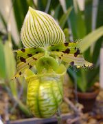 zaļš Telpaugi Tupele Orhidejas Zieds (Paphiopedilum) foto