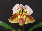кафяв Стайни растения Чехъл Орхидеи Цвете (Paphiopedilum) снимка