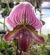nachový Pokojové rostliny Střevíčník Orchideje Květina (Paphiopedilum) fotografie