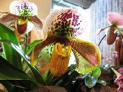 жълт Стайни растения Чехъл Орхидеи Цвете (Paphiopedilum) снимка