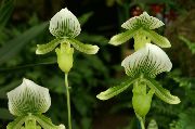 зелен Стайни растения Чехъл Орхидеи Цвете (Paphiopedilum) снимка