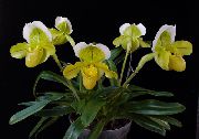 жълт Стайни растения Чехъл Орхидеи Цвете (Paphiopedilum) снимка