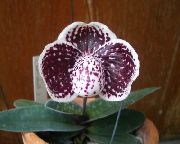 vinný Pokojové rostliny Střevíčník Orchideje Květina (Paphiopedilum) fotografie