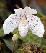 baltas Vidinis augalai Šlepetė Orchidėjų žiedas (Paphiopedilum) nuotrauka