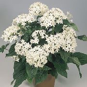 balts Telpaugi Pentas, Zvaigzne Ziedu, Zvaigzne Klasteris Zieds (Pentas lanceolata) foto