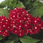 vermelho Plantas de interior Pentas, Star Flower, Star Cluster Flor (Pentas lanceolata) foto