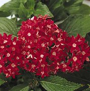 қызыл Үй Өсімдіктер Pentacene Гүл (Pentas lanceolata) фото