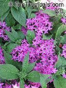 жұпаргүл Үй Өсімдіктер Pentacene Гүл (Pentas lanceolata) фото