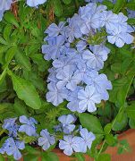 светло синьо Стайни растения Leadworts Цвете (Plumbago) снимка