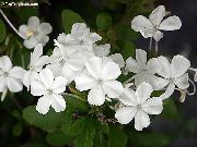 biely Izbové Rastliny Leadworts Kvetina (Plumbago) fotografie