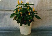 Gul Reker Plante, Golden Reker Plante, Lollipop Anlegg gul Blomst