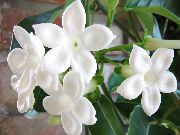 Līgavas Pušķis, Madagaskara Jasmīns, Vaska Zieds, Vainags Ziedu, Floradora, Havaju Kāzu Ziedu balts 