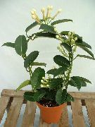 Стефанотис Стефанотис обильноцветущий - Stephanotis floribunda