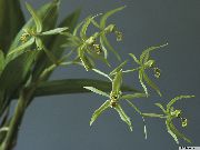 Coelogyne verde Floare
