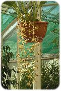 Целогина Целогина - Coelogyne dayana