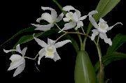 Целогина Целогина - Coelogyne mossiae