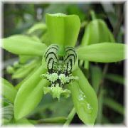 зелений Домашні рослини Целогина Квітка (Coelogyne) фото