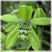 Целогина Целогина - Coelogyne mayeriana