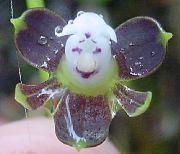 Kilpa Orchidėja violetinė žiedas