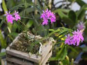 lilac Plandaí faoi dhíon Magairlín Buttonhole Bláth (Epidendrum) grianghraf