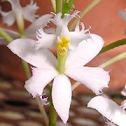 Эпидендрум Эпидендрум - Epidendrum