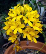 Κουμπότρυπα Ορχιδέα κίτρινος λουλούδι