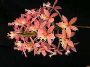 Эпидендрум Эпидендрум - Epidendrum
