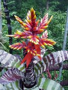 Sølv Vase, Urne Plante, Dronning Af Bromeliads rød Blomst