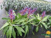 Sudraba Vāze, Urna Augu, Karaliene No Bromeliads purpurs Zieds