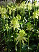 ����������� Veltheimia bracteata