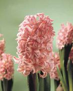 рожевий Домашні рослини Гіацинт Квітка (Hyacinthus) фото