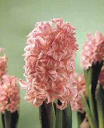 Гиацинт Hyacinthus Anna Marie