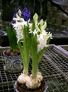 bílá Pokojové rostliny Hyacint Květina (Hyacinthus) fotografie