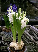 Гиацинт Гиацинт восточный - Hyacinthus orientalis