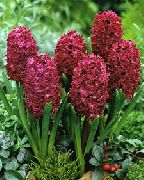 бордовий Домашні рослини Гіацинт Квітка (Hyacinthus) фото
