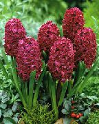 Hyacinth clarete Flor