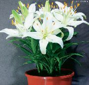 Lilium balts Zieds