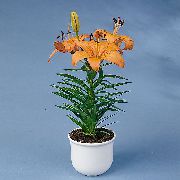 Lilium narančasta Cvijet